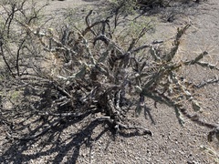 Cylindropuntia molesta molesta