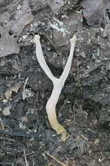 Clavulinopsis appalachiensis