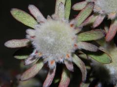 Leucadendron levisanus