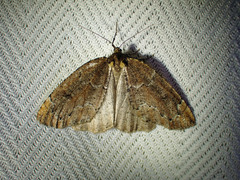 Spodolepis substriataria