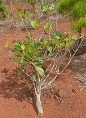 Gardenia aubryi