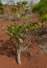 Gardenia aubryi