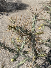 Cylindropuntia molesta molesta