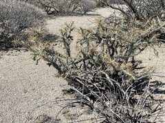 Cylindropuntia molesta molesta