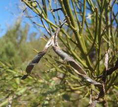 Indigofera filifolia