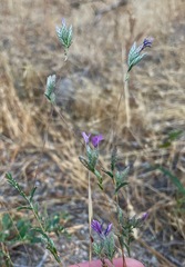 Lessingia leptoclada