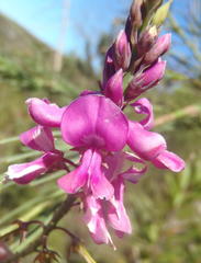 Indigofera filifolia