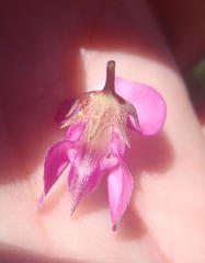 Indigofera filifolia