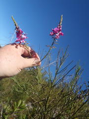 Indigofera filifolia