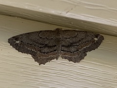 Hypagyrtis brendae