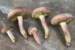 Boletus patrioticus