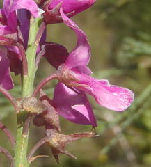 Indigofera filifolia