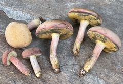 Boletus patrioticus