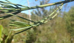 Indigofera filifolia