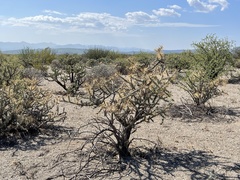 Cylindropuntia molesta molesta