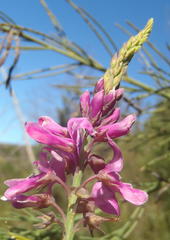 Indigofera filifolia