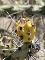 Cylindropuntia molesta molesta