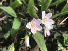 Claytonia