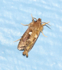 Acrolophus laminicornus