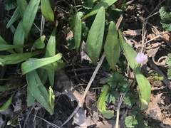 Claytonia