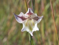 Gladiolus tristis