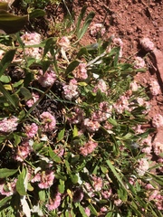 Eriogonum coloradense