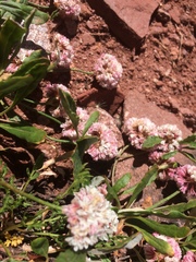 Eriogonum coloradense
