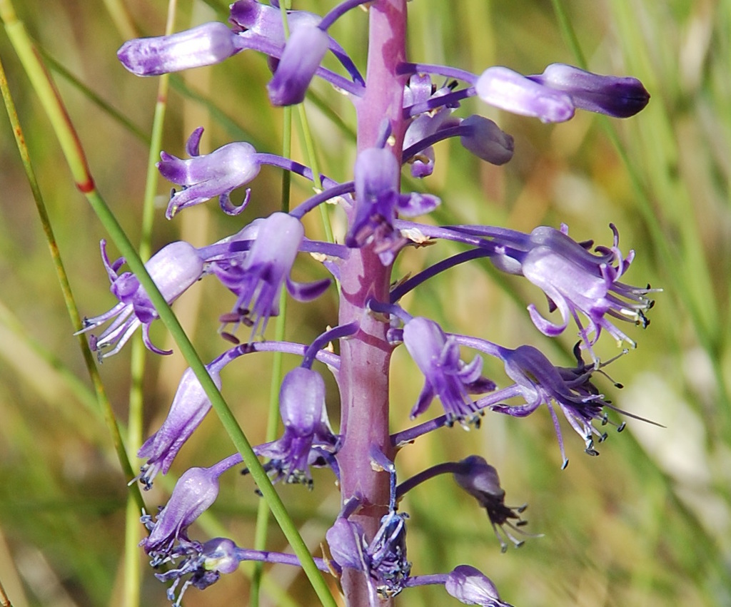 Capebluebell