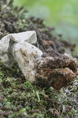 Hypomyces chlorinigenus