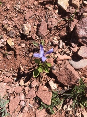 Gentianopsis barbellata