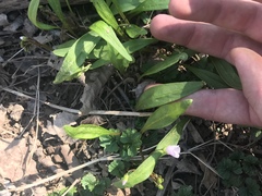 Claytonia