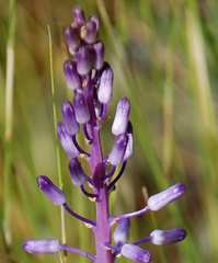 Spetaea lachenaliiflora