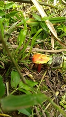 Hygrocybe occidentalis