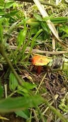 Hygrocybe occidentalis