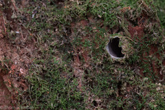 Antrodiaetus pacificus