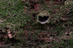 Antrodiaetus pacificus