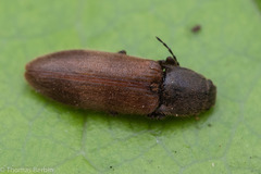 Hemicrepidius pallidipennis