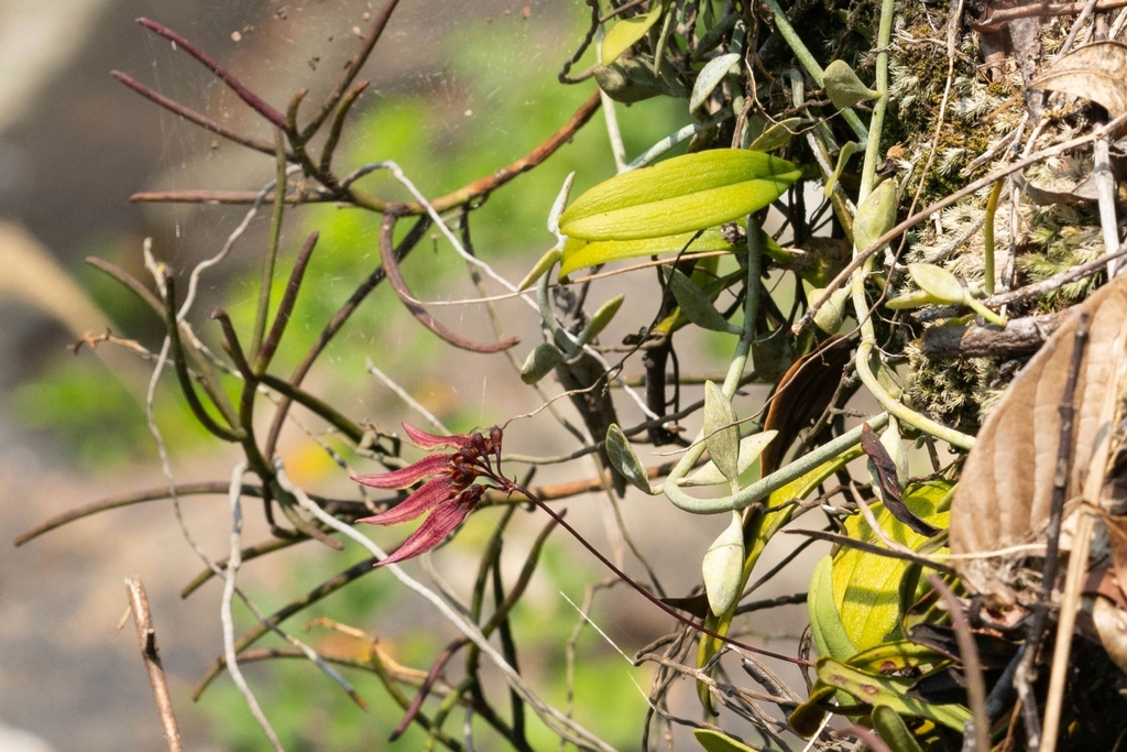 Bulbophyllum tseanum