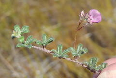 Indigofera sp19b