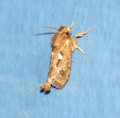 Acrolophus laminicornus