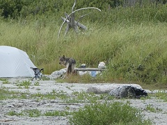 Canis lupus crassodon