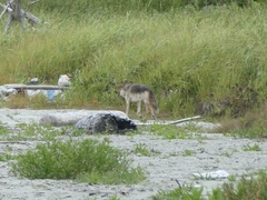 Canis lupus crassodon