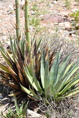 Agave gracilipes