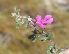 Indigofera sp19b