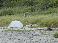 Canis lupus crassodon