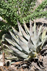 Agave gracilipes