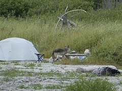 Canis lupus crassodon