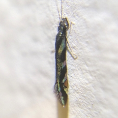 Nectopsyche splendida