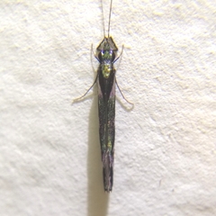 Nectopsyche splendida