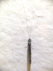 Nectopsyche splendida